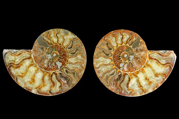 Agatized Ammonite Fossil - Madagascar #139714
